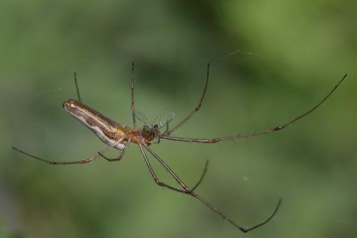 Tetragnatha sp.